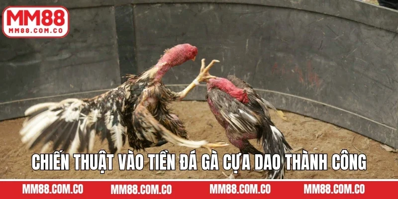 Chiến thuật vào tiền đá gà cựa dao thành công