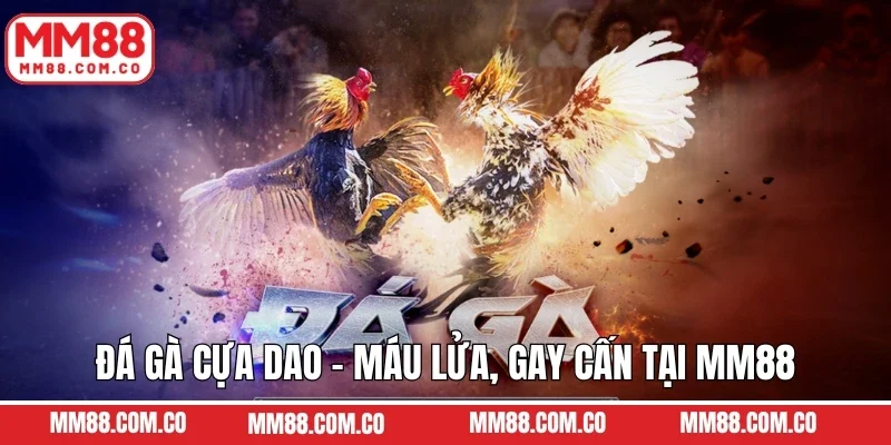 Đá Gà Cựa Dao - Trải Nghiệm Sự Máu Lửa, Gay Cấn Tại MM88