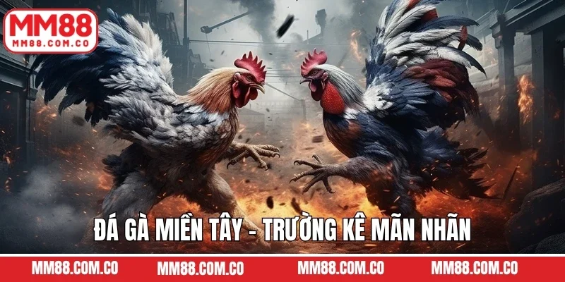 Đá Gà Miền Tây - Trường Kê Mãn Nhãn Tại Nhà Cái MM88