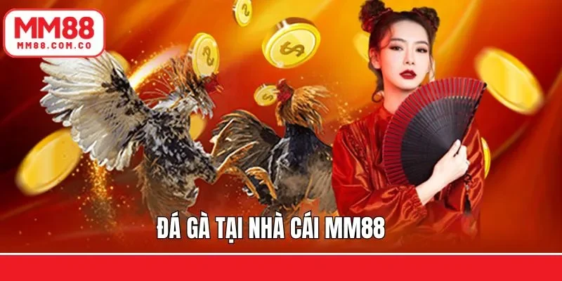 Đá gà trực tuyến mãn nhãn
