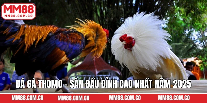 Đá Gà Thomo - Sàn Đấu Đỉnh Cao Nhất Năm 2025 Tại MM88