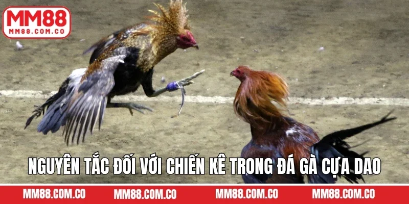 Nguyên tắc đối với chiến kê trong đá gà cựa dao