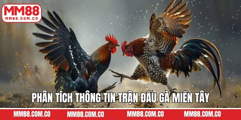 Phân tích thông tin trận đấu gà miền Tây