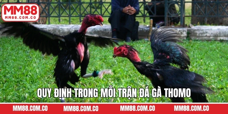Quy định trong mỗi trận đá gà Thomo
