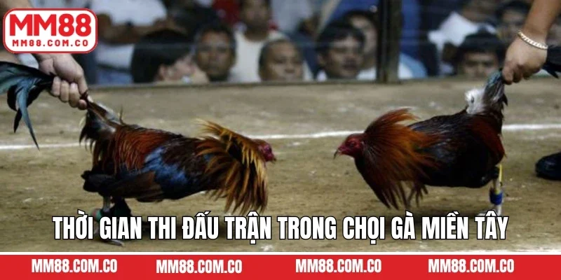 Thời gian thi đấu trận trong chọi gà miền Tây
