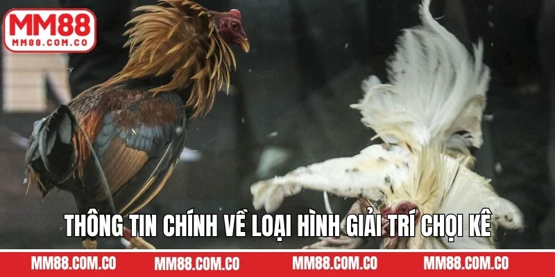 Thông tin chính về loại hình giải trí chọi kê