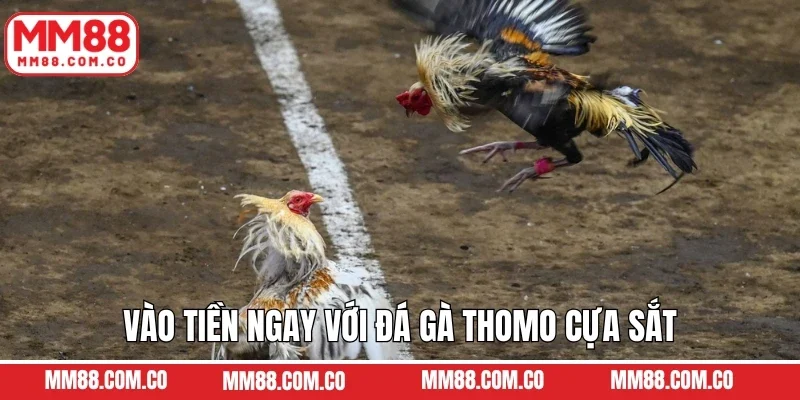 Vào tiền ngay với đá gà Thomo cựa sắt